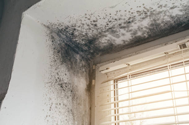 Affordable Bathroom Mold Removal solutions in Carr, CO